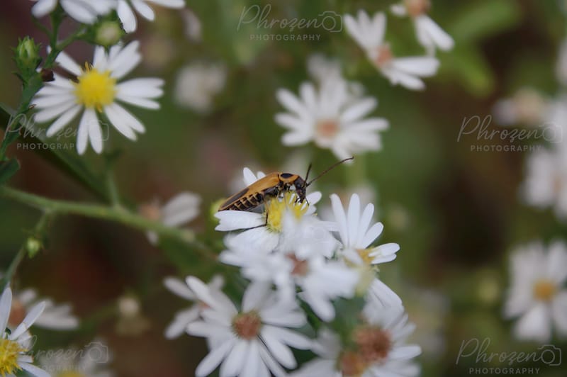 Flowers | Bugs