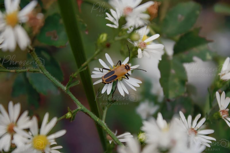 Flowers | Bugs