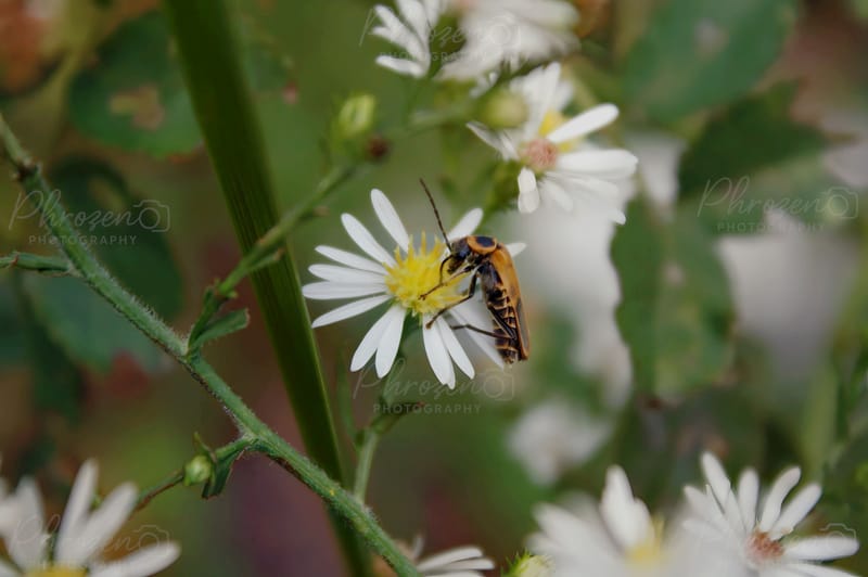 Flowers | Bugs