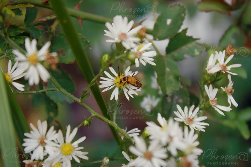 Flowers | Bugs