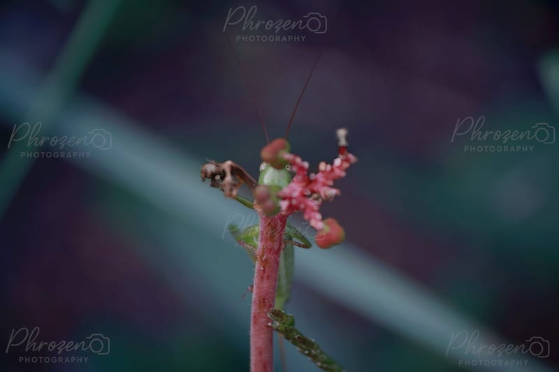 Flowers | Bugs