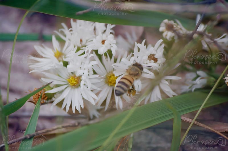 Flowers | Bugs