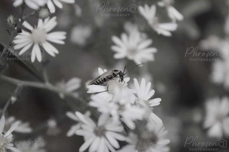 Flowers | Bugs