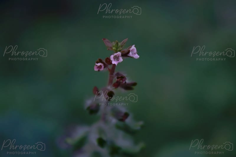 Flowers /