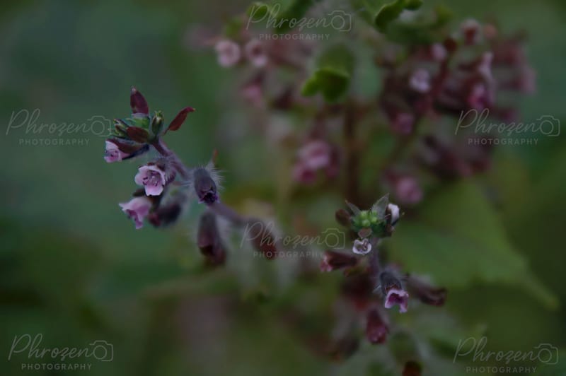 Flowers /