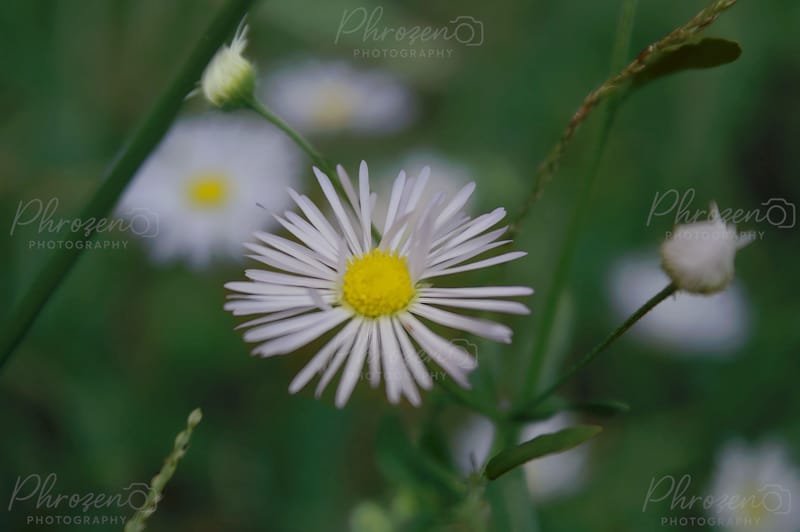 Flowers /