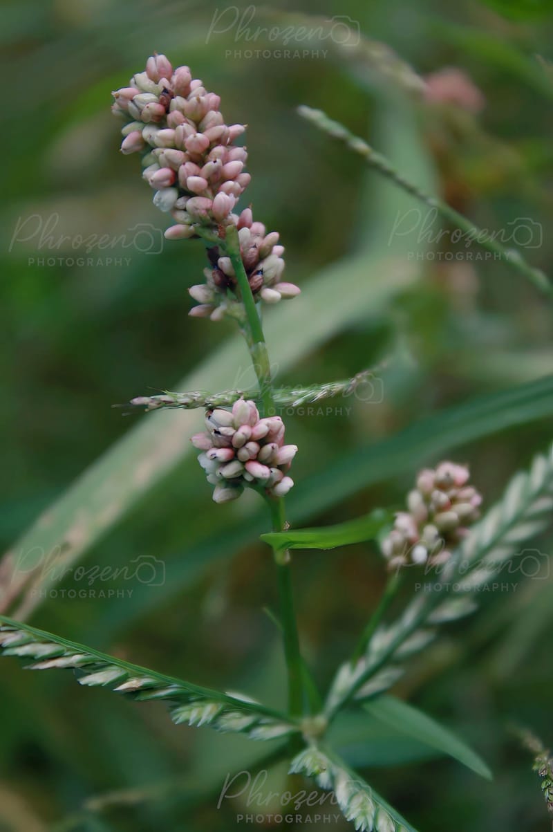 Flowers /