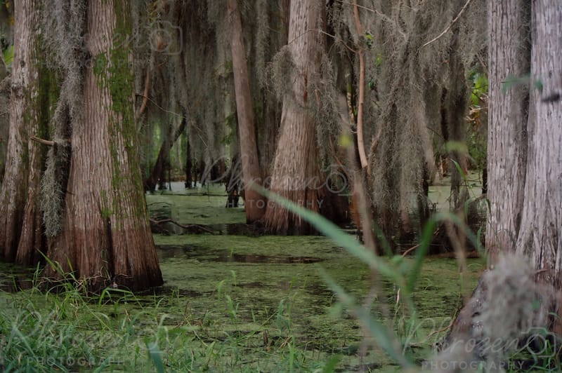 The Wild Horizon Collection