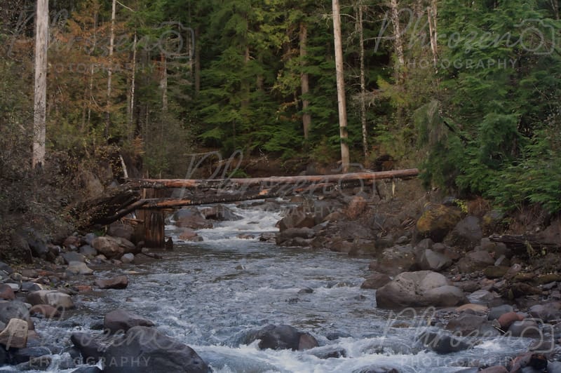 The Wild Horizon Collection