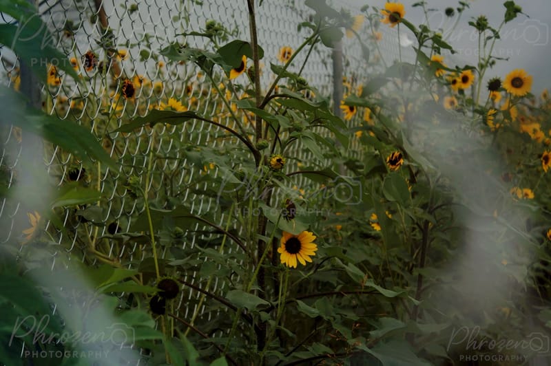 The Wild Horizon Collection