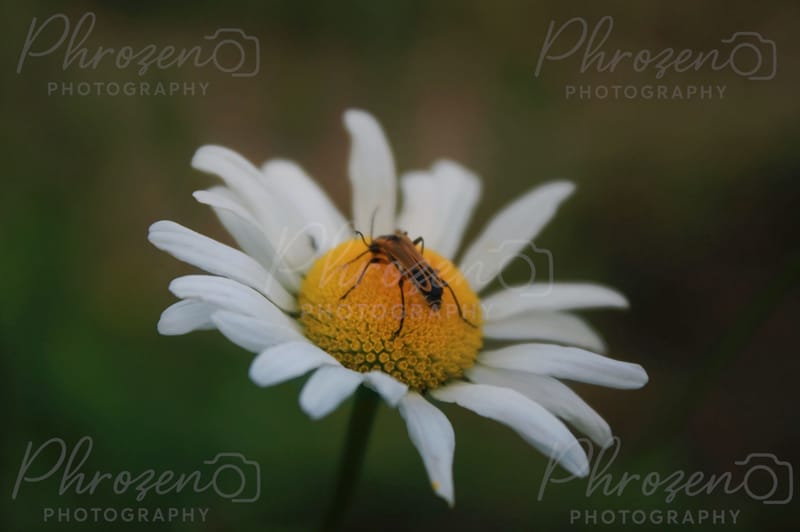 Whispers of the Wild 