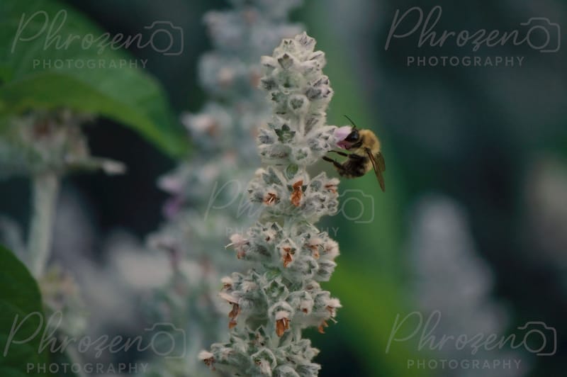 Whispers of the Wild 