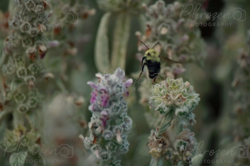 Whispers of the Wild 