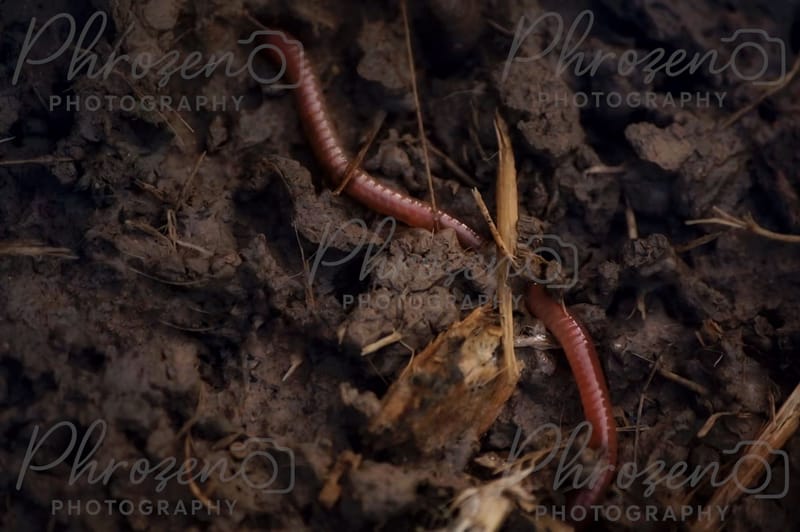 Whispers of the Wild 