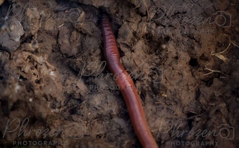 Whispers of the Wild 