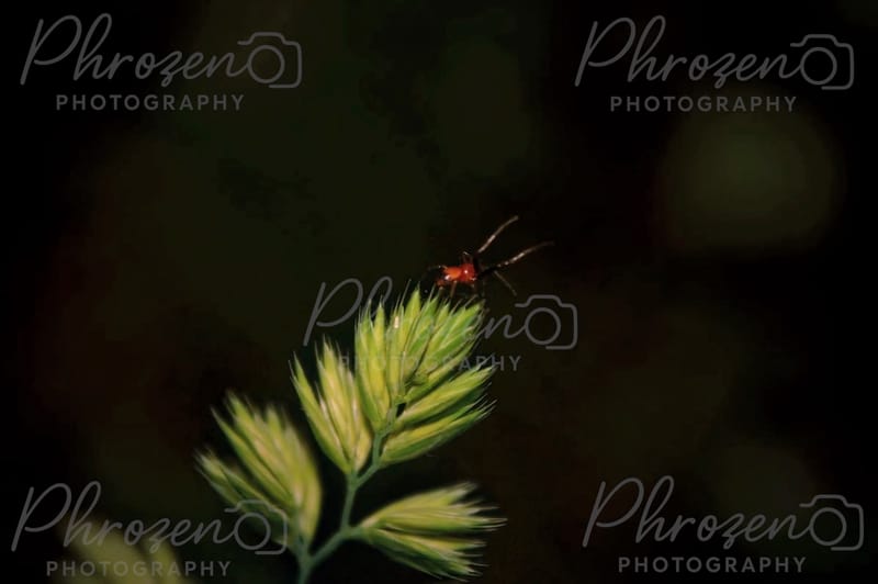 Whispers of the Wild 