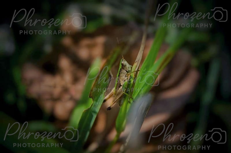 Whispers of the Wild 