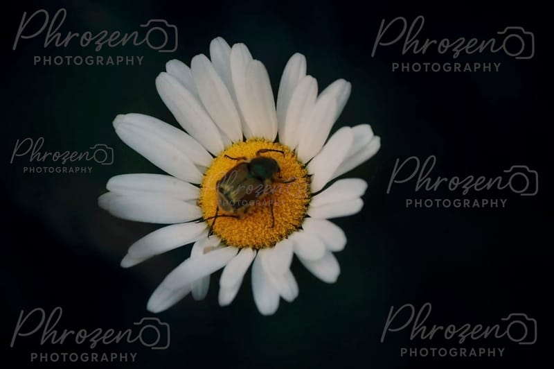 Whispers of the Wild 