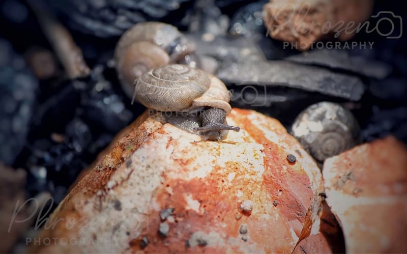 Whispers of the Wild 