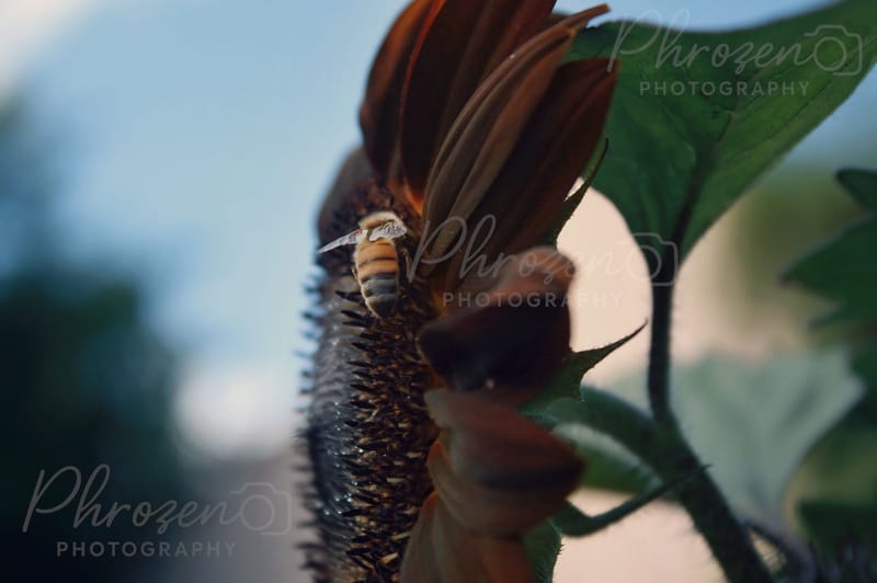 Whispers of the Wild 