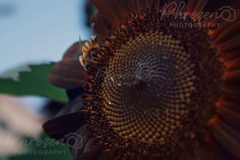 Whispers of the Wild 