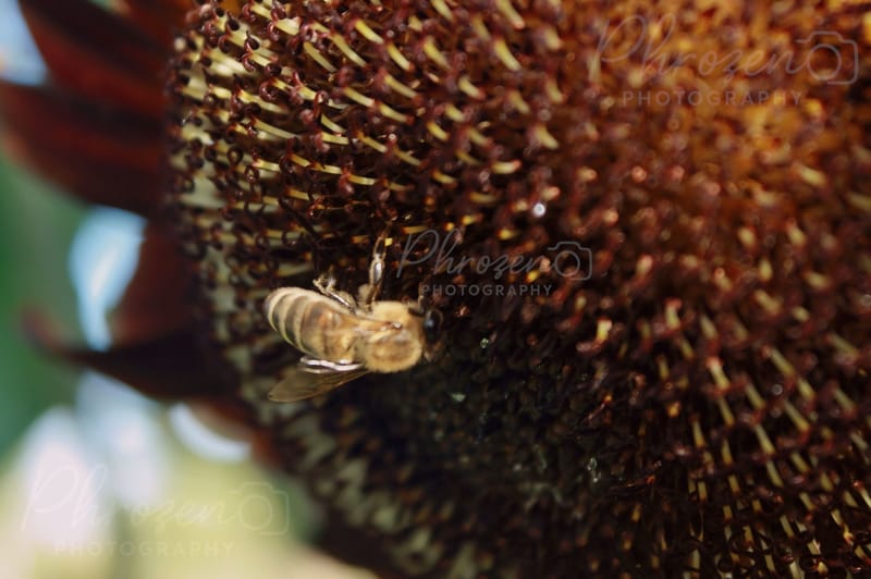 Whispers of the Wild 