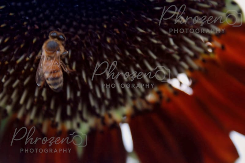 Whispers of the Wild 