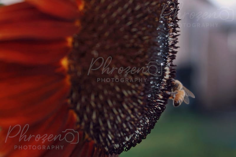 Whispers of the Wild 