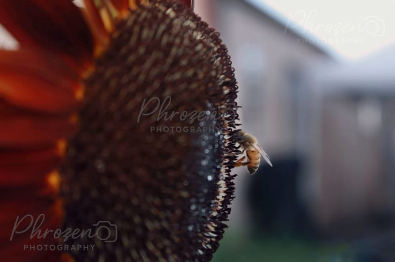 Whispers of the Wild 