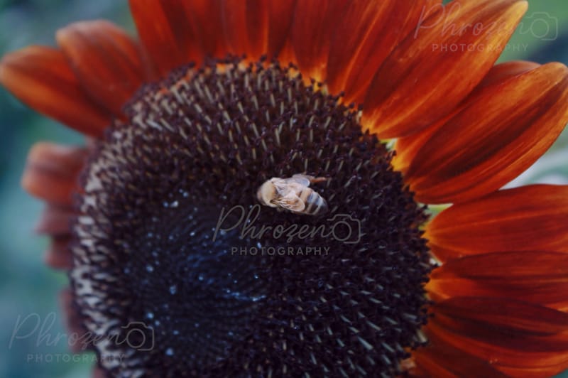 Whispers of the Wild 