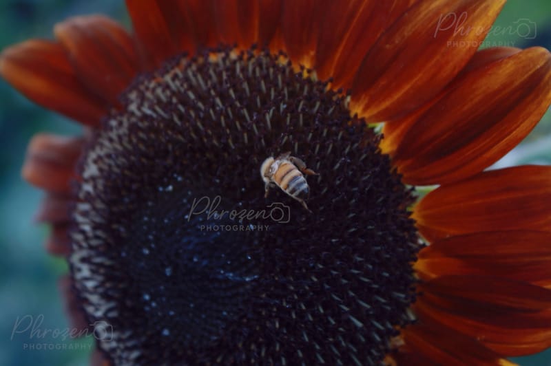 Whispers of the Wild 