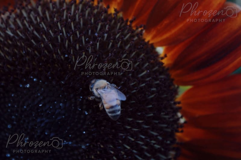 Whispers of the Wild 