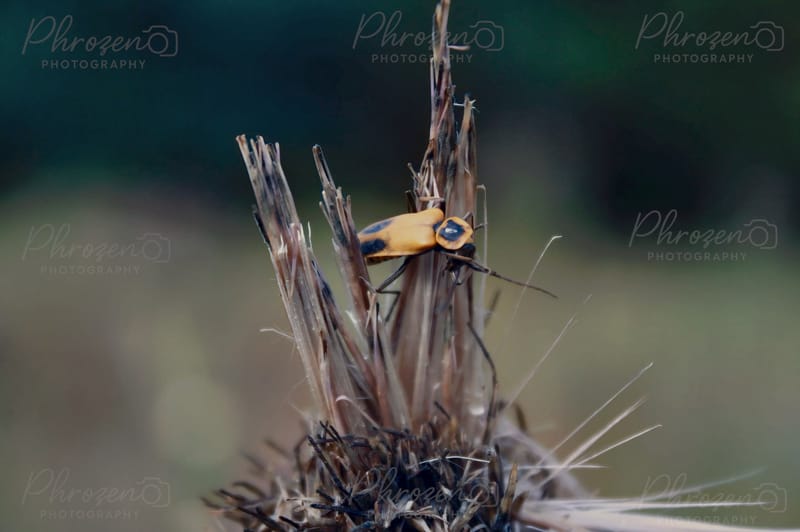 Whispers of the Wild 