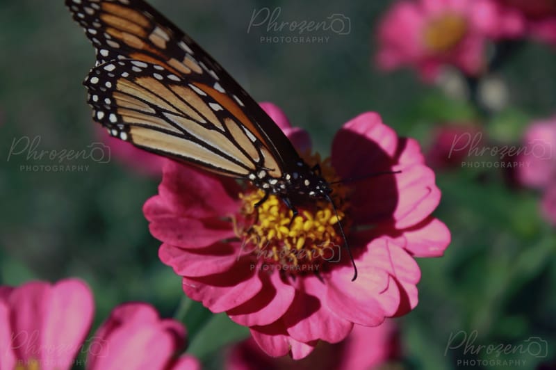 Whispers of the Wild 