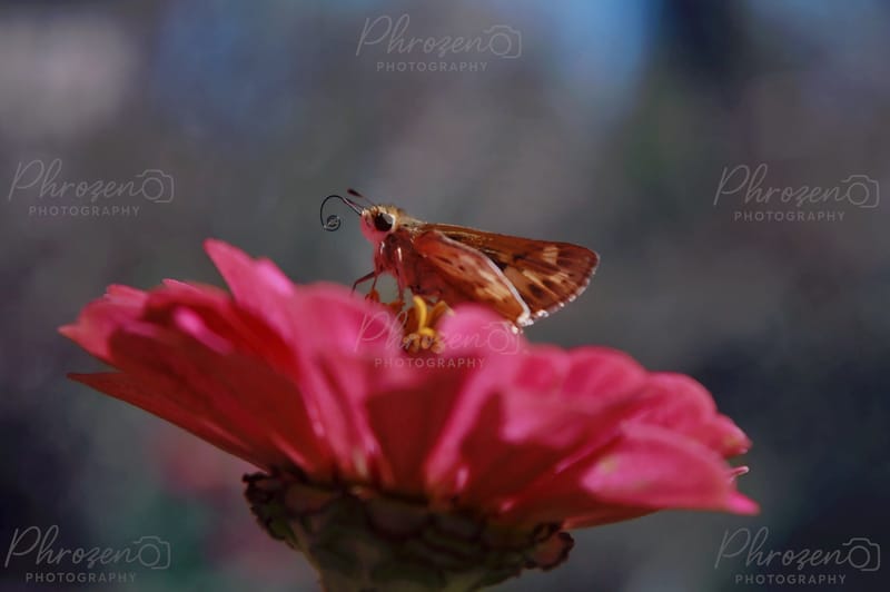 Whispers of the Wild 