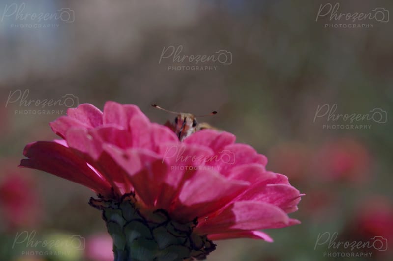 Whispers of the Wild 