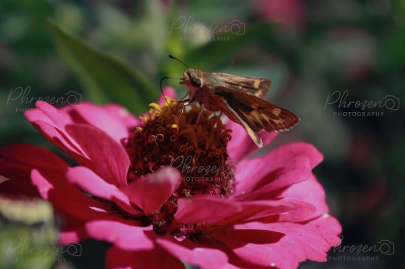 Whispers of the Wild 