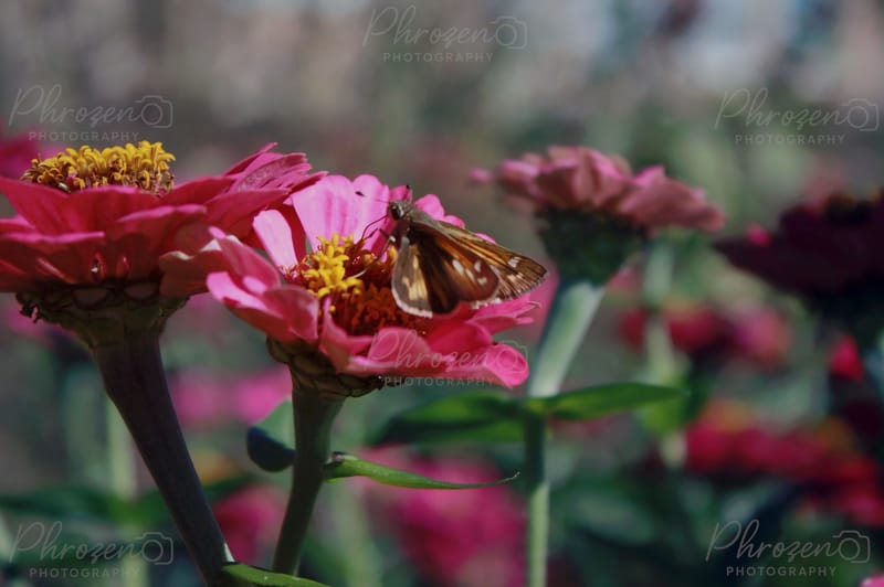 Whispers of the Wild 