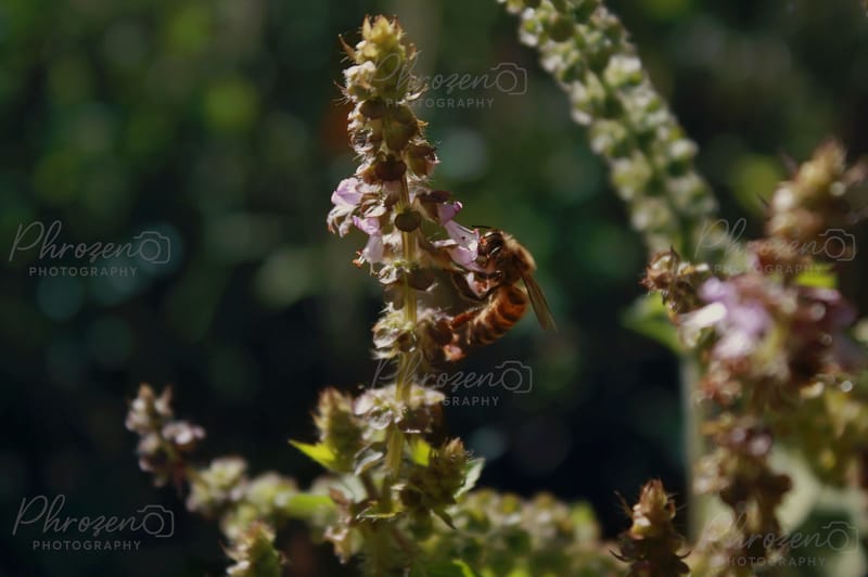 Whispers of the Wild 