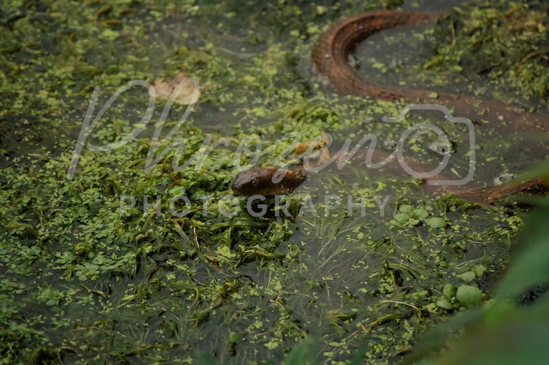 The Wild Story Collection