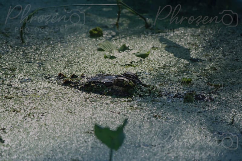 The Wild Story Collection