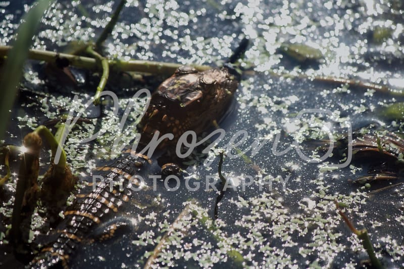 The Wild Story Collection