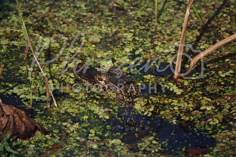 The Wild Story Collection