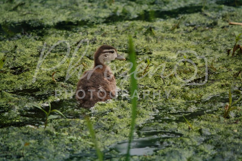 The Wild Story Collection