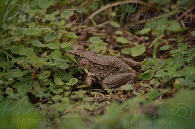 The Wild Story Collection