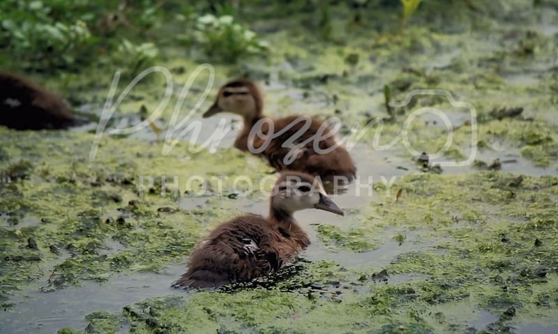 The Wild Story Collection