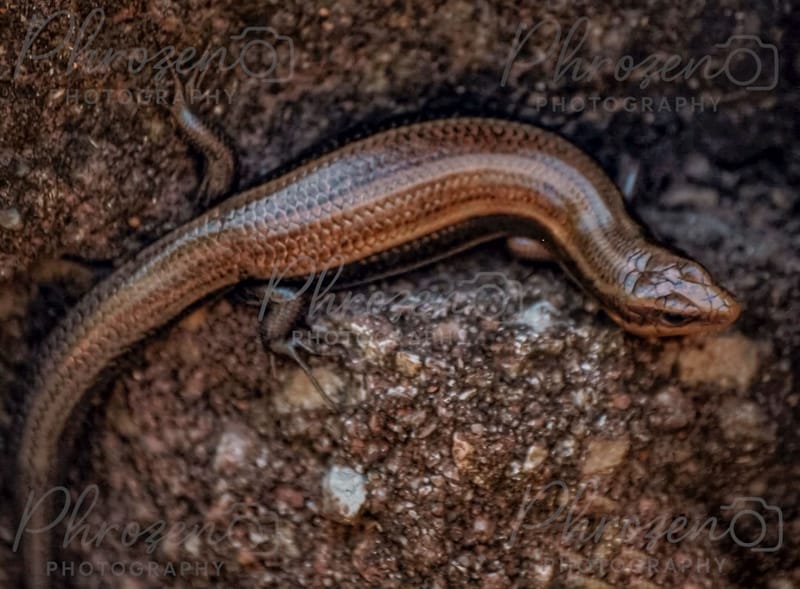 The Wild Story Collection