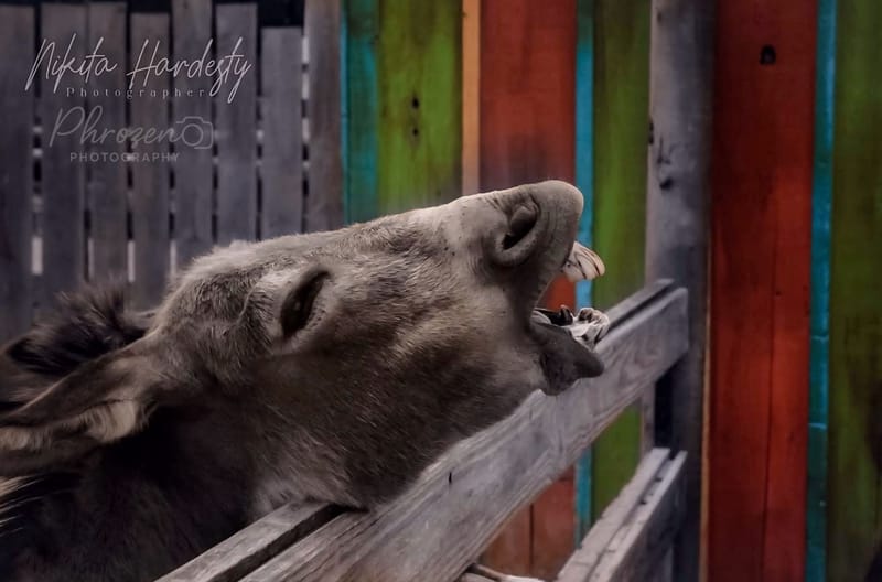 The Wild Story Collection