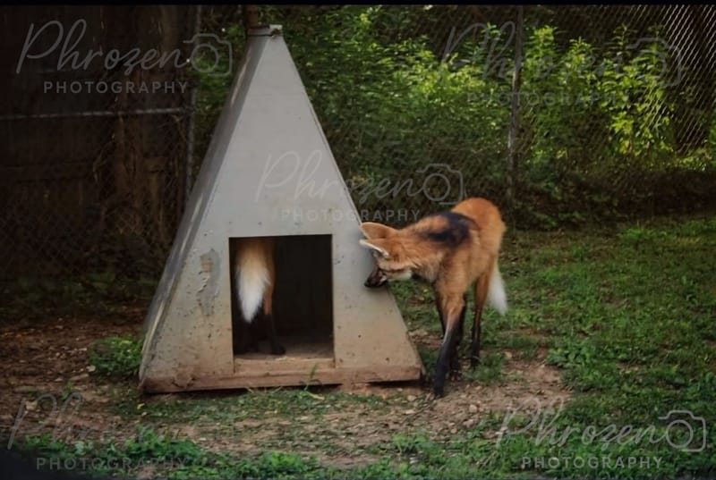 The Wild Story Collection