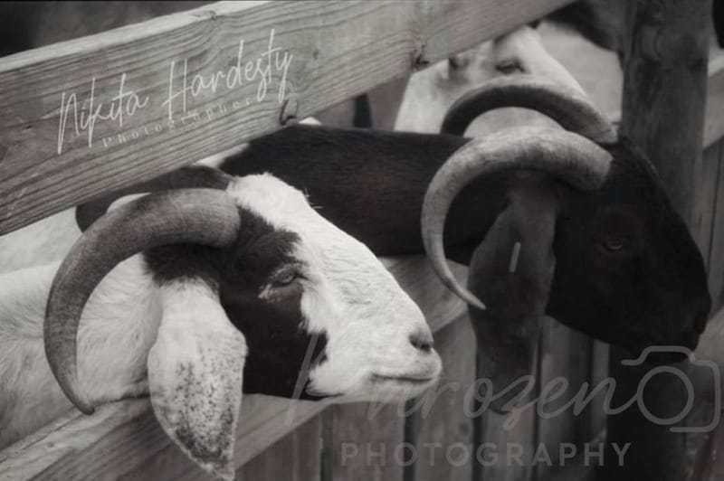 The Wild Story Collection